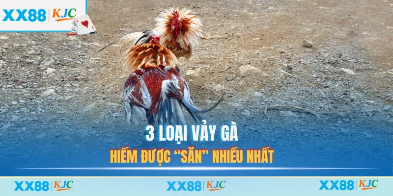 3 loại vảy gà hiếm được “săn” nhiều nhất