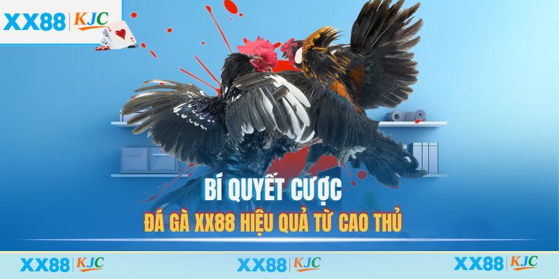 Bí quyết cược Đá Gà XX88 hiệu quả từ cao thủ