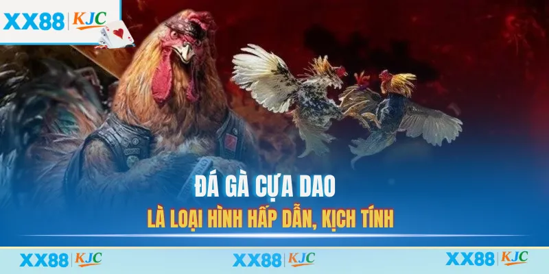 Đá gà cựa dao là loại hình hấp dẫn, kịch tính