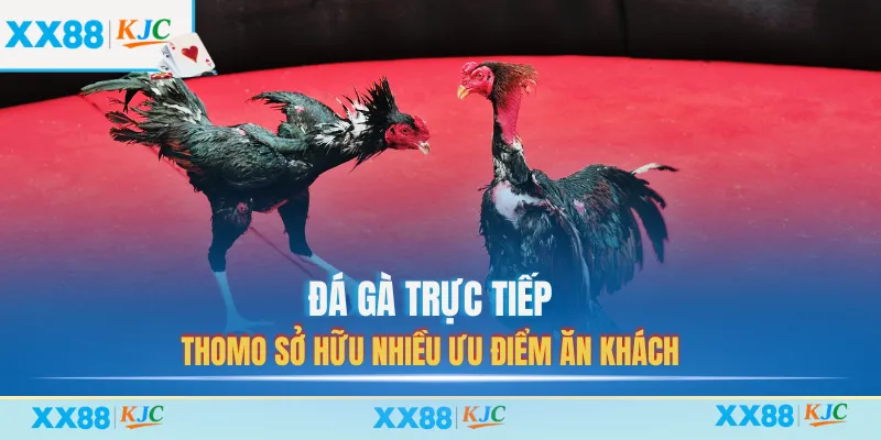 Đá gà trực tiếp thomo sở hữu nhiều ưu điểm ăn khách