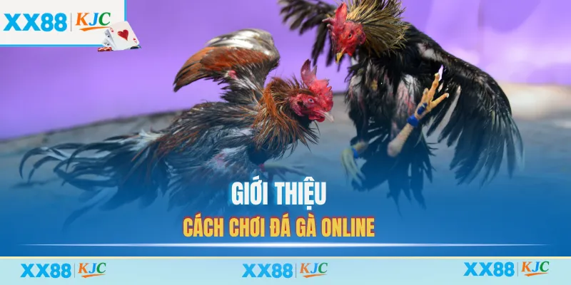 Giới thiệu cách chơi đá gà online