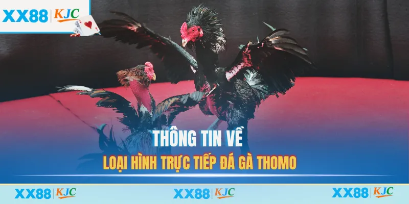 Thông tin về loại hình trực tiếp đá gà thomo