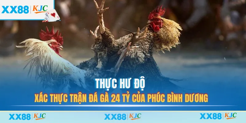 Thực hư độ xác thực trận đá gà 24 tỷ của Phúc Bình Dương
