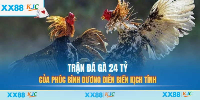 Trận đá gà 24 tỷ của Phúc Bình Dương diễn biến kịch tính