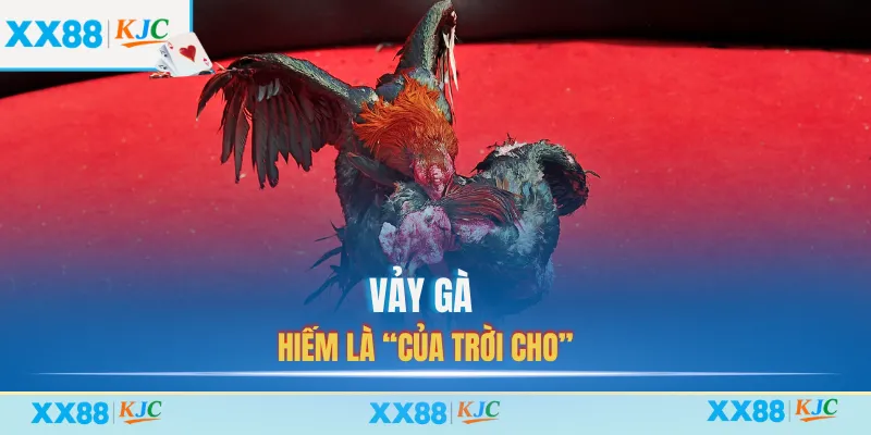 Vảy gà hiếm là “của trời cho”